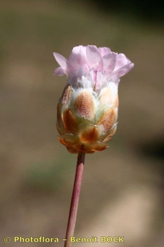 Armeria