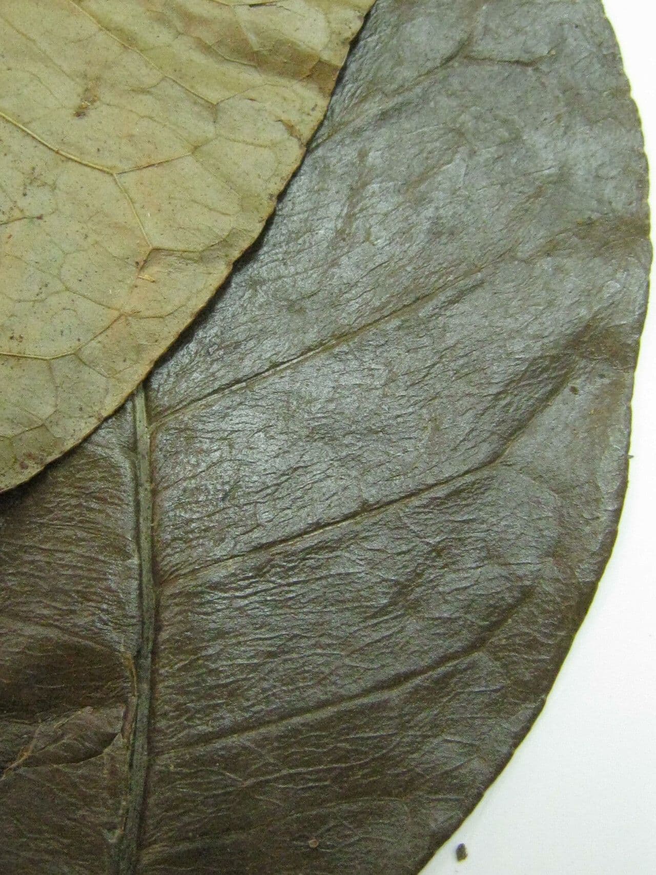 Árbol del dolor de muelas 11