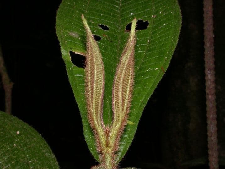 Conostegia 10