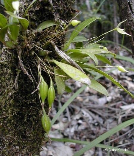 Bulbophyllum 2