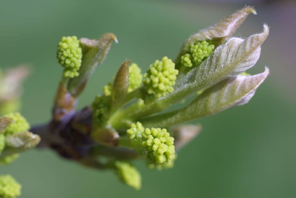 Nyssa sylvatica 7