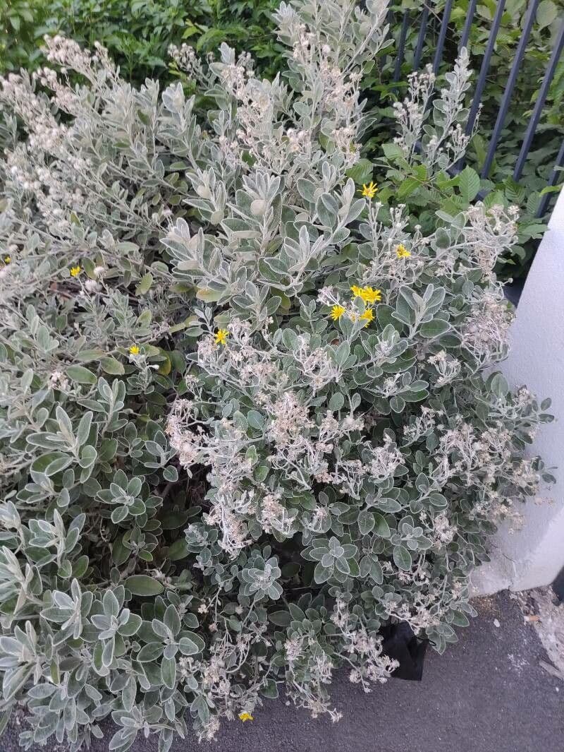 Brachyglottis 4
