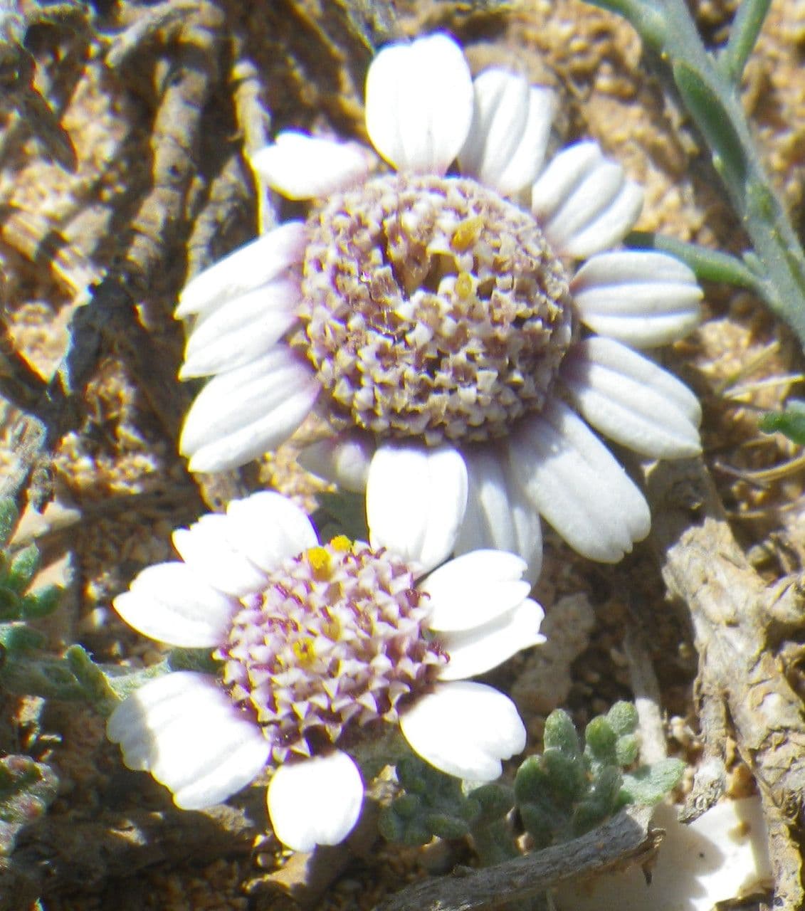 Camomilla 4