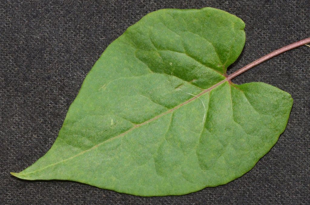 Fallopia scandens 10