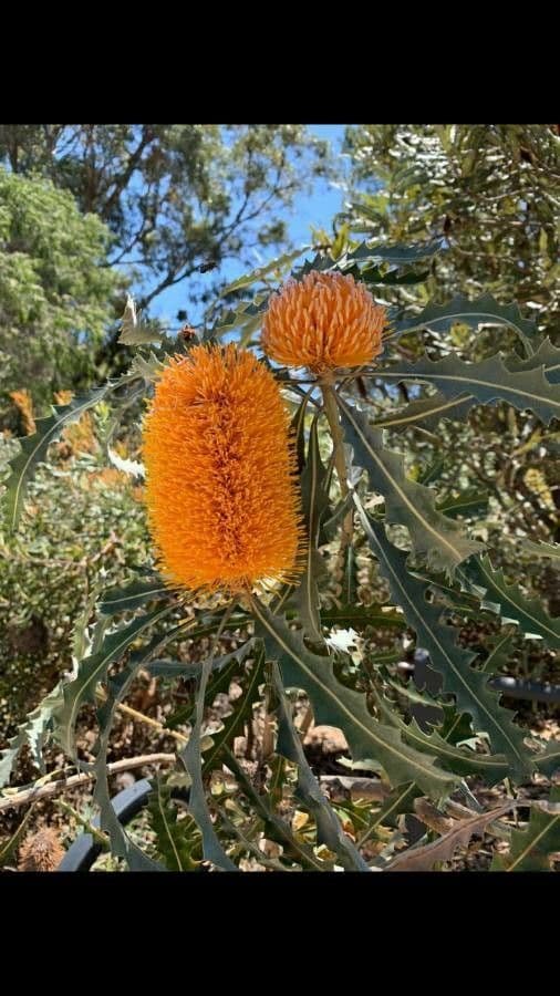 Banksia 6