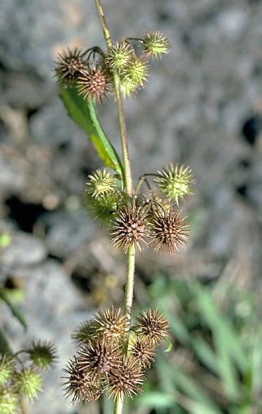 Triumfetta trilobata