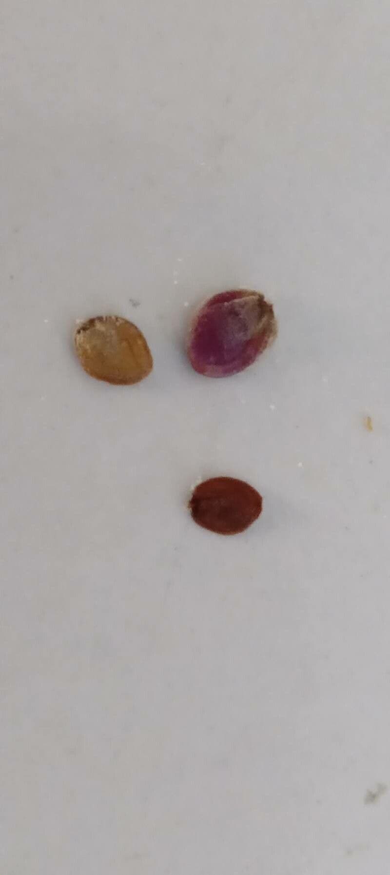 Iberis sempreverde 30