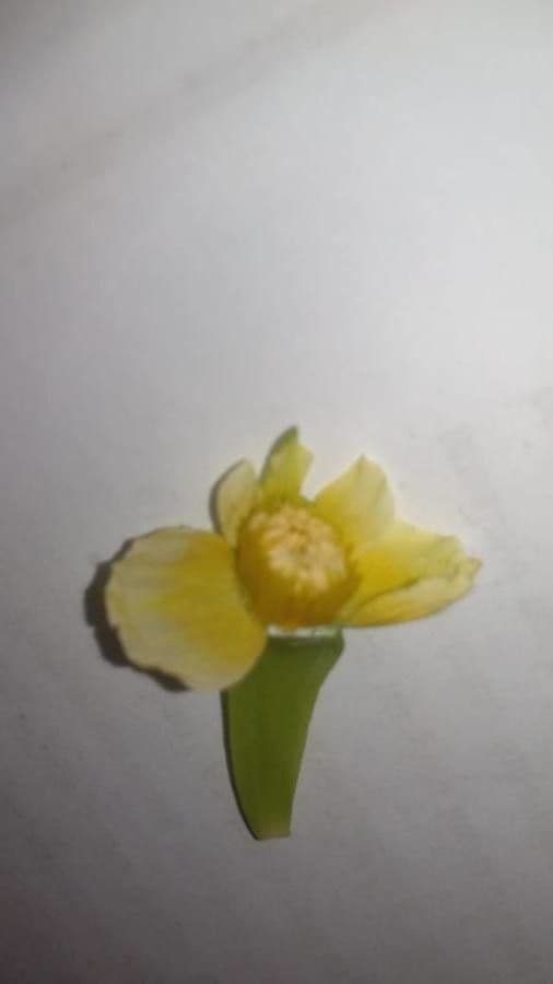 Limnocharis 3