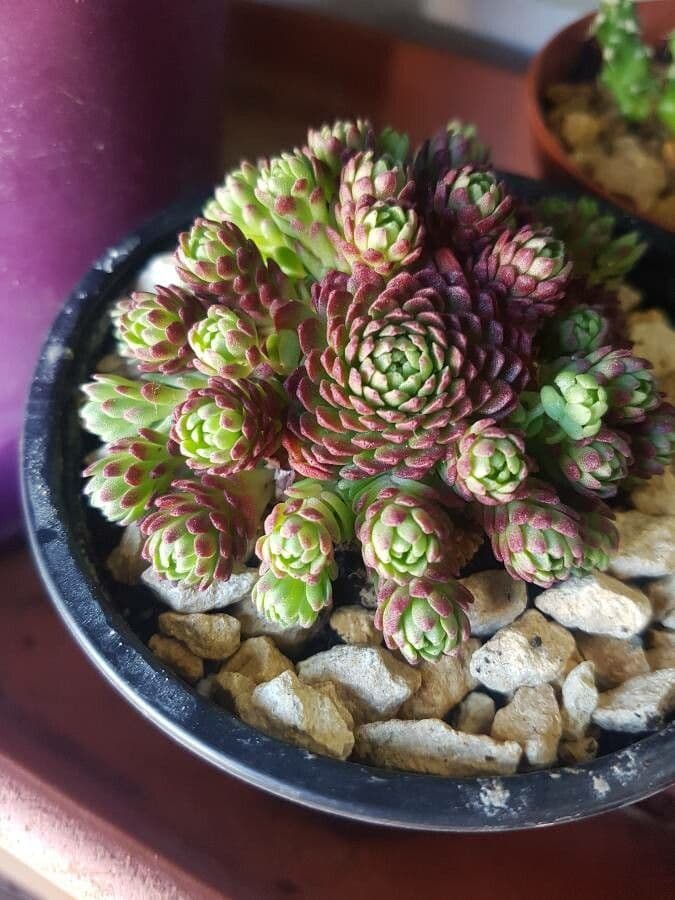 Rosularia