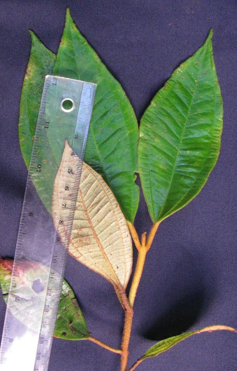 Miconia 9