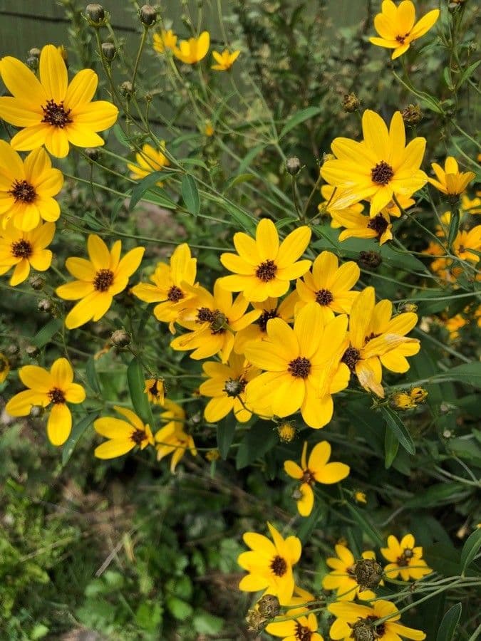 Coreopsis 4