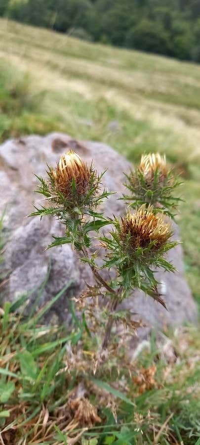 Carlina comune 12