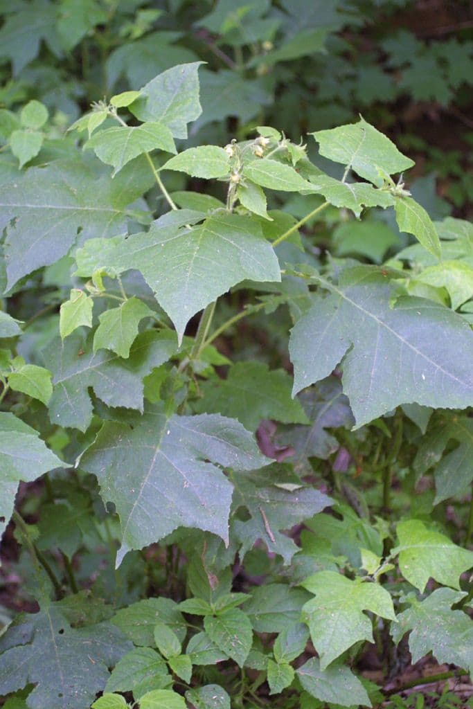 Polymnia 10