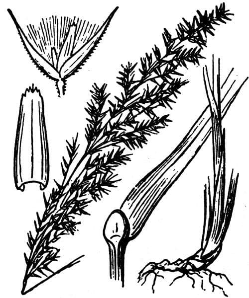 Calamagrostis 27