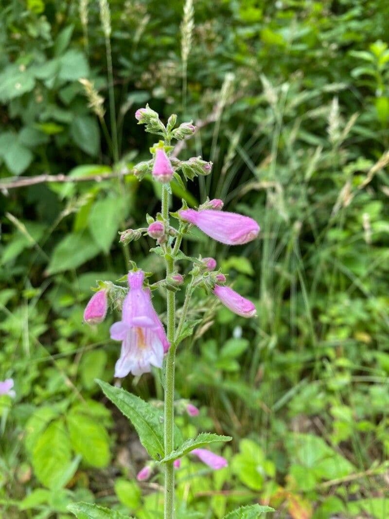 Penstemon šedý