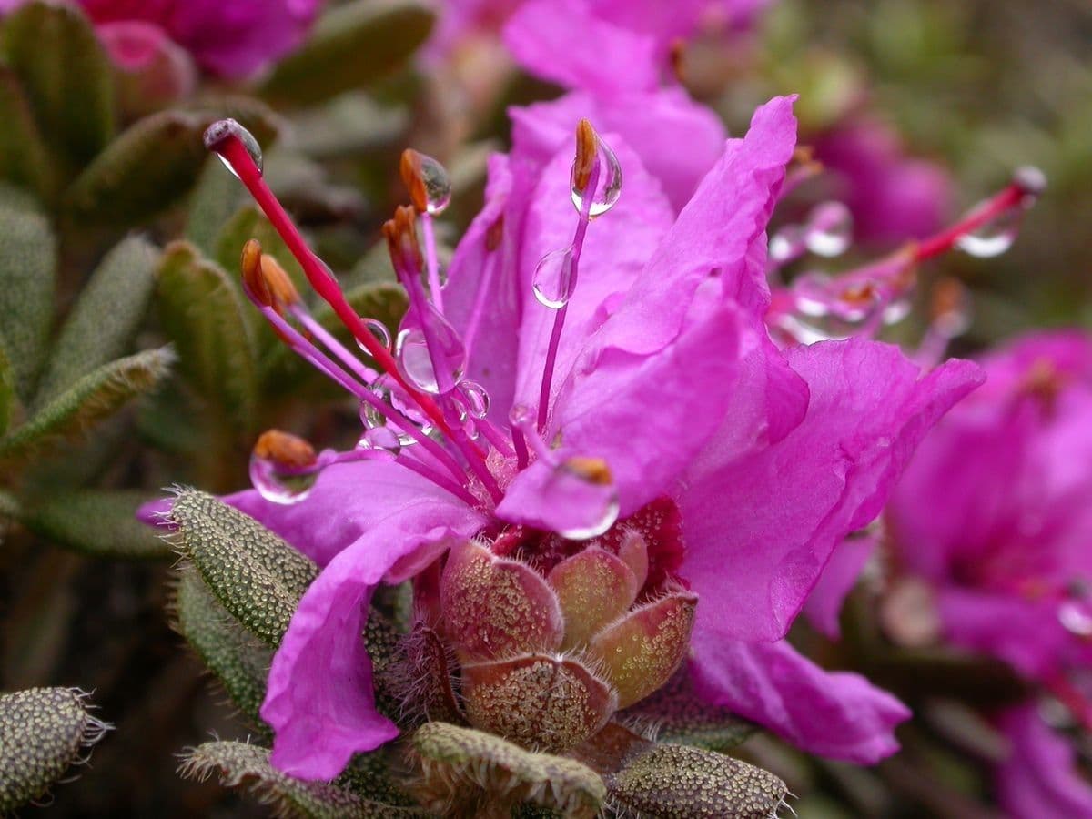 Rododendro setoso 5