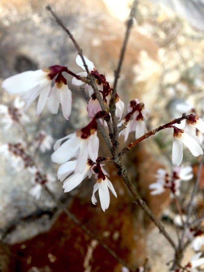 Abeliophyllum 3