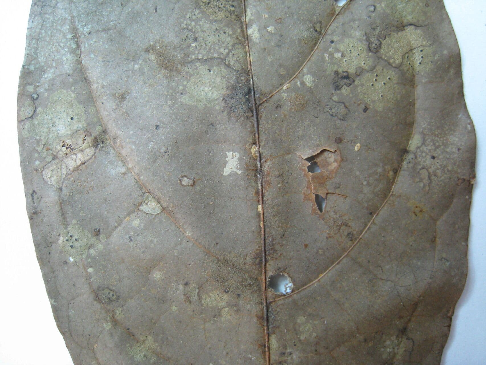 Ocotea 11