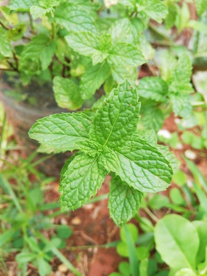 Menta selvatica 17