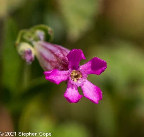 Silene rossastra 5