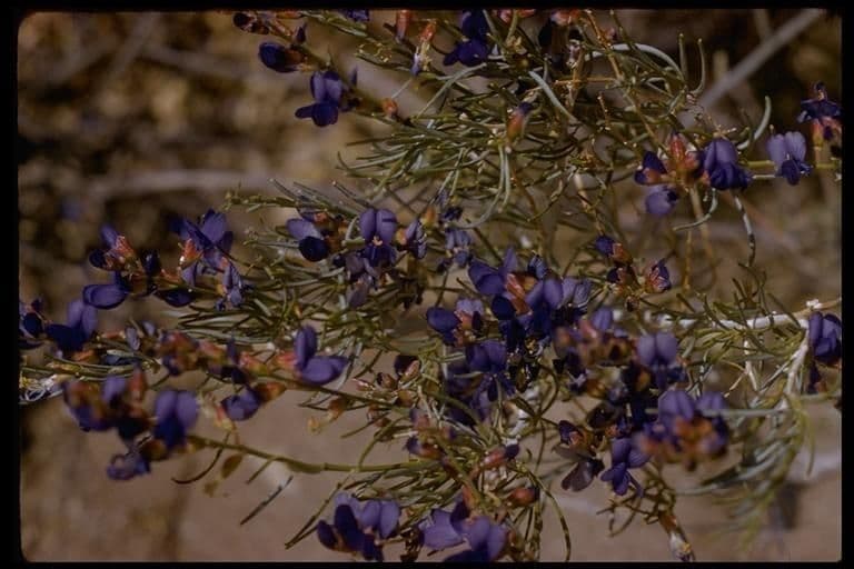 Psorothamnus schottii 15