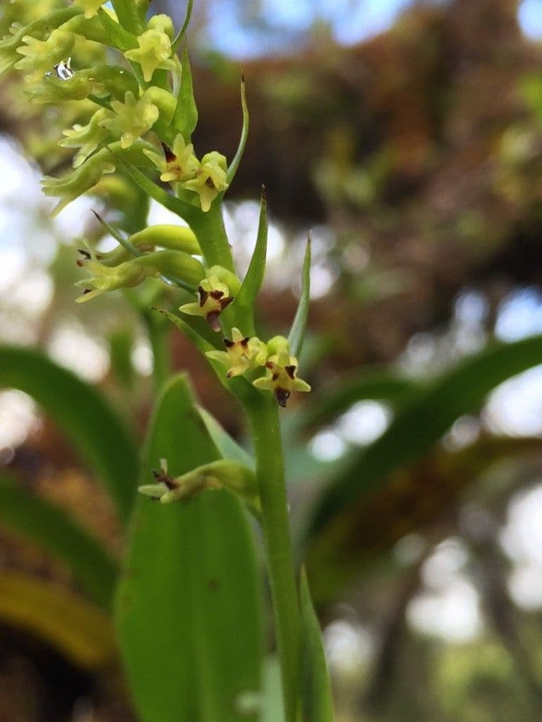 Benthamia 6