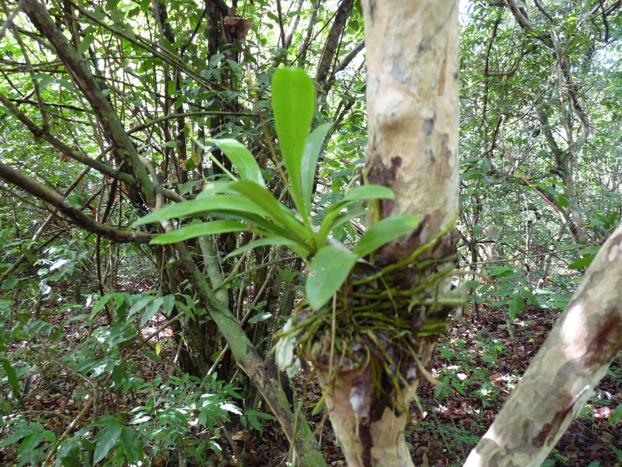 Polystachya 3