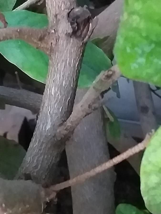 Trichocladus 3