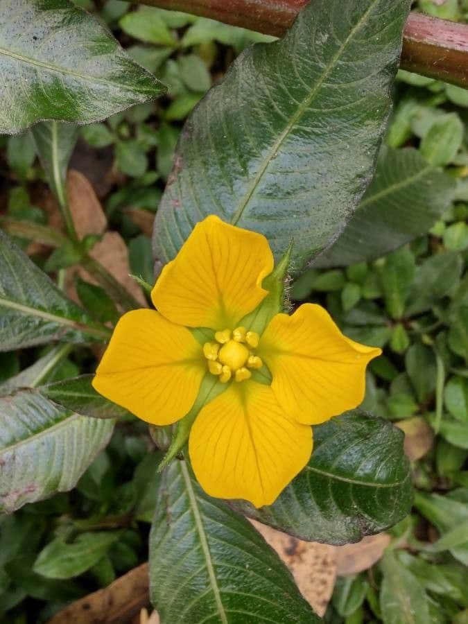Ludwigia elegans 4