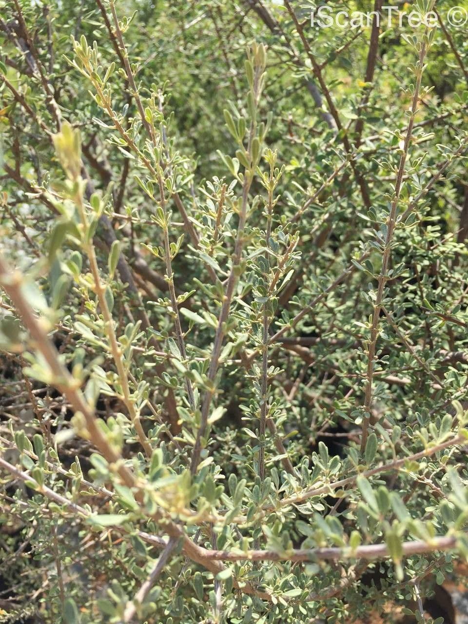 Karoo-Gold 4