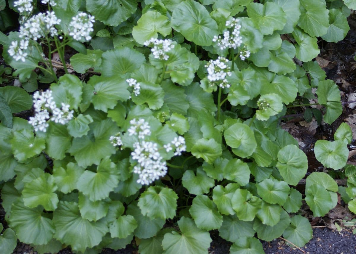 Gadia asarifolia 7