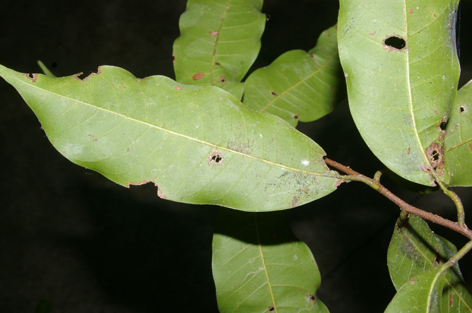 Pouteria