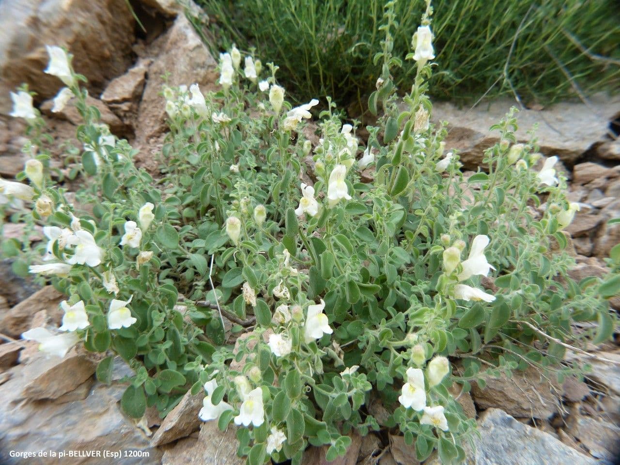 Antirrhinum molle 10