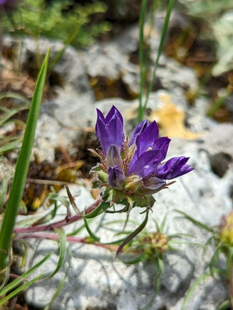 Grasblättrige Glockenblume