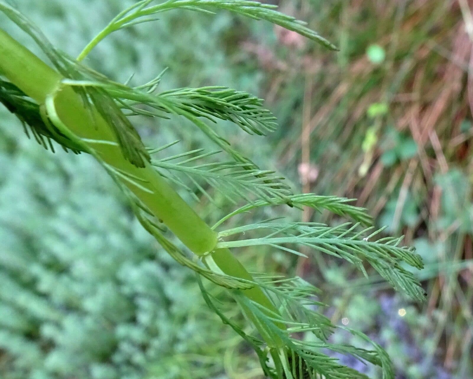 Millefoglio d'acqua 24