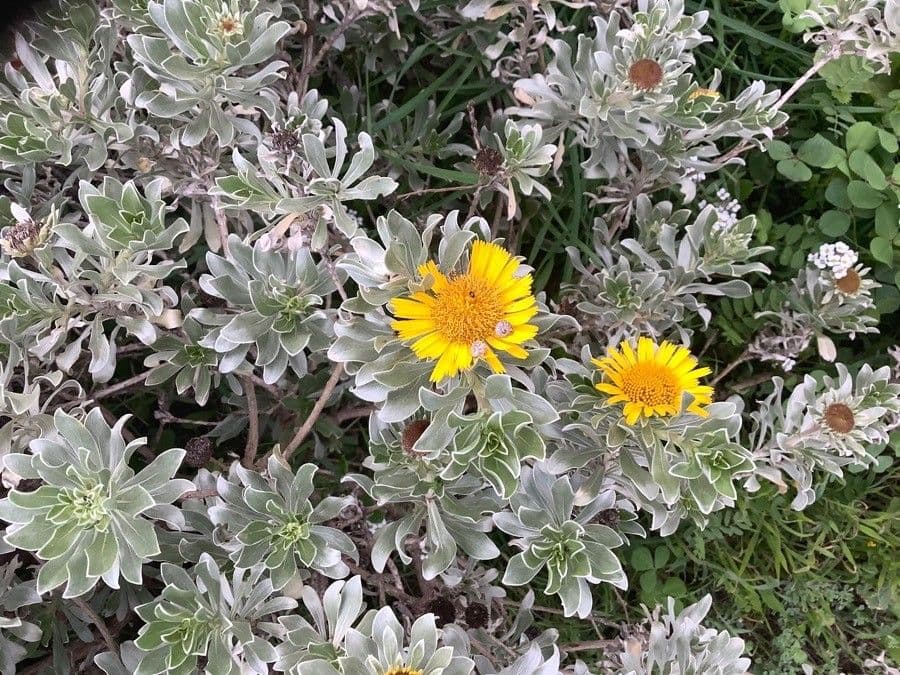 Sternblume 13