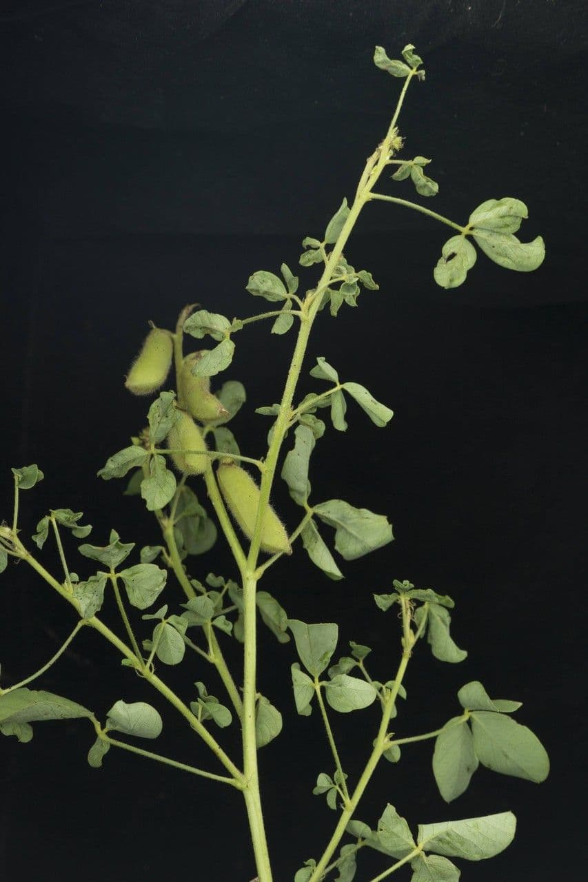 Crotalaria incana 14
