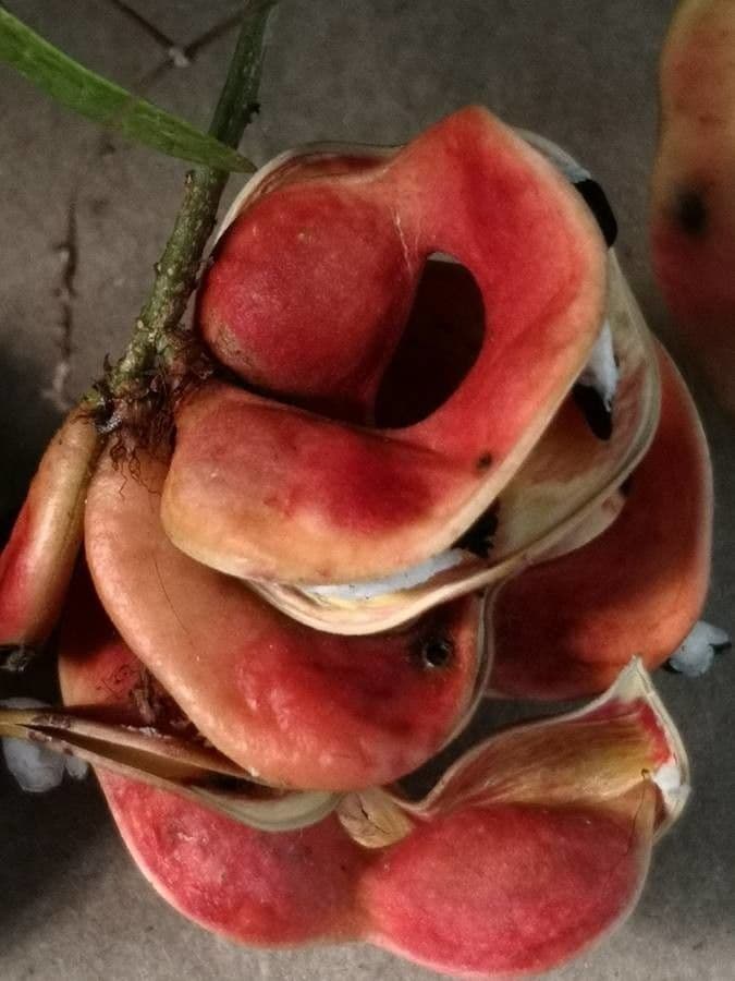 Tamarindo dolce 5
