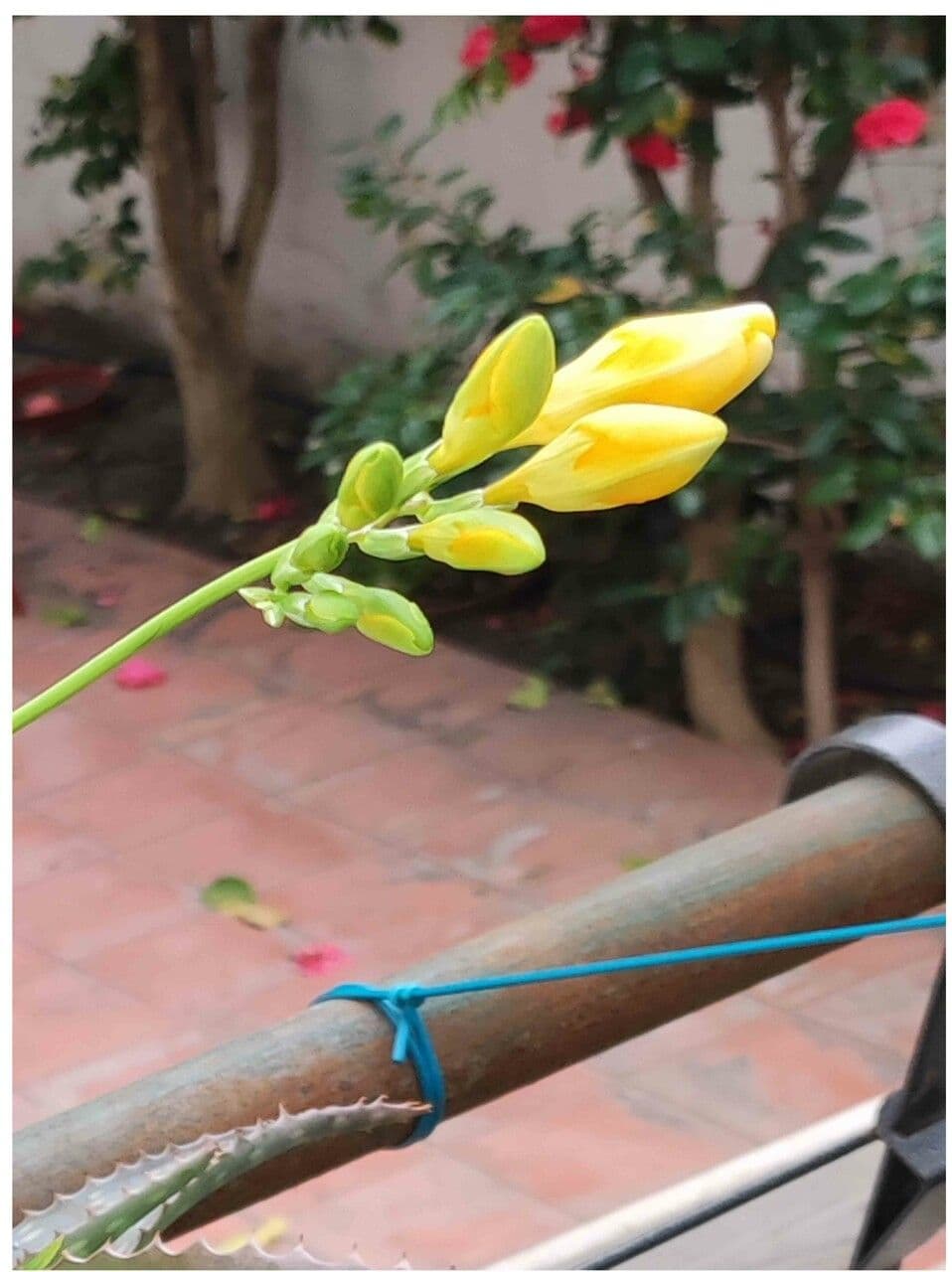 Freesia 2