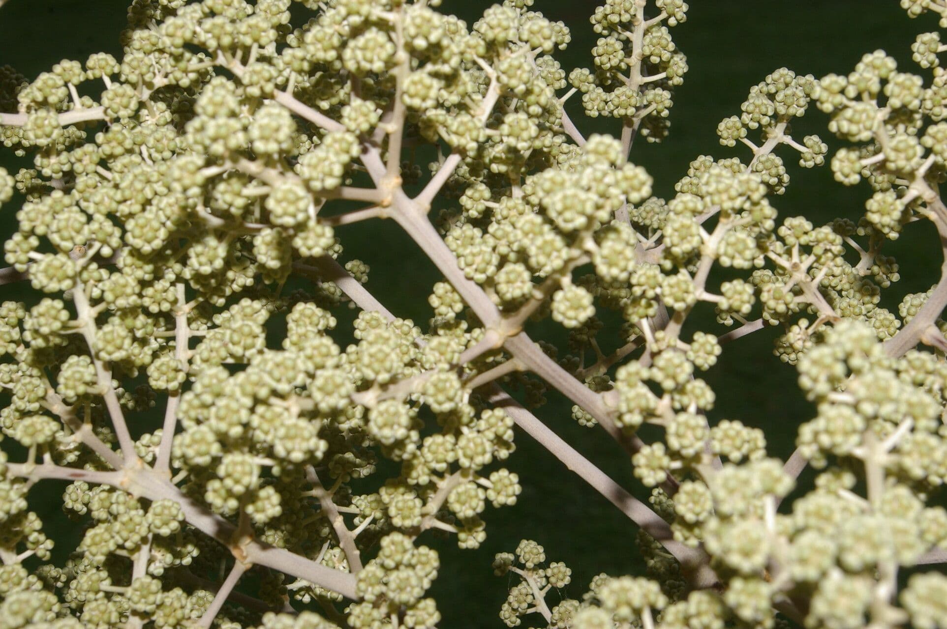 Yagrumo macho 24