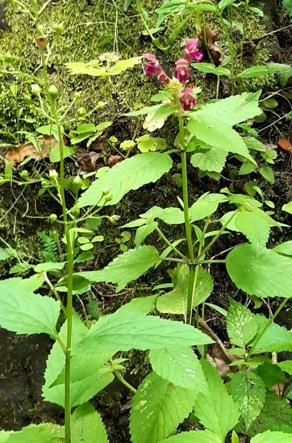 Canapa selvatica pubescente 8