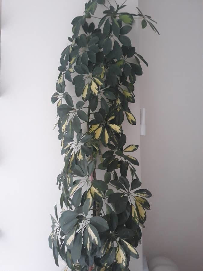 Schefflera arbicole 16