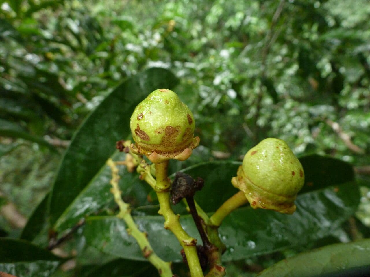 Eschweilera coriacea 2