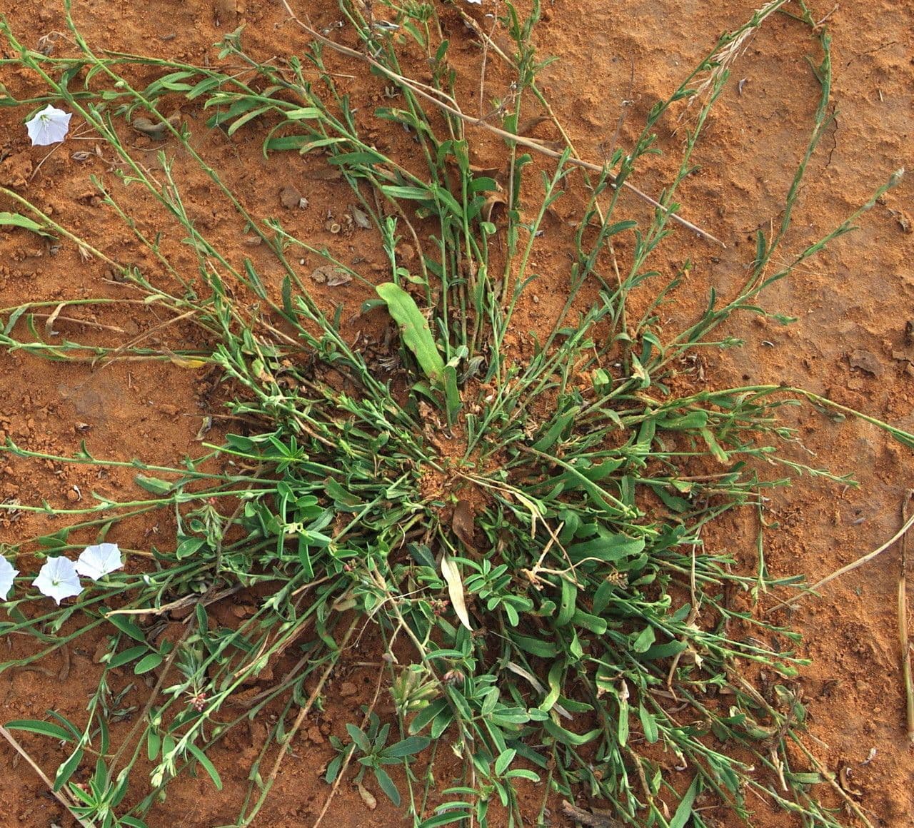 Iskerník plazivý 9