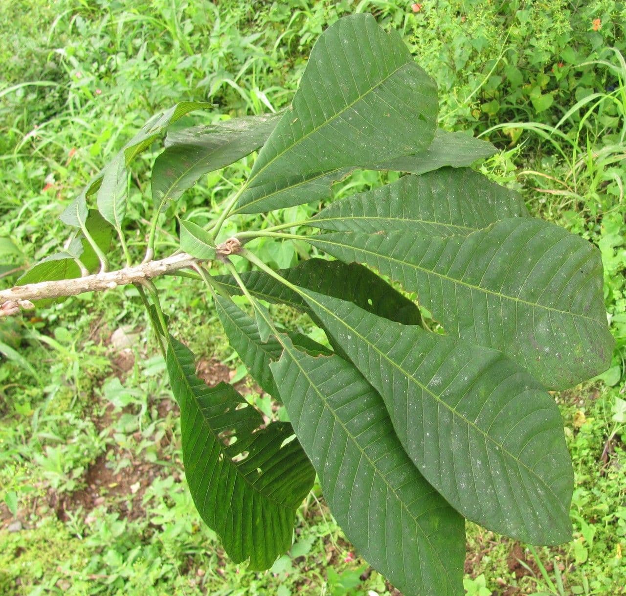 Pouteria 8