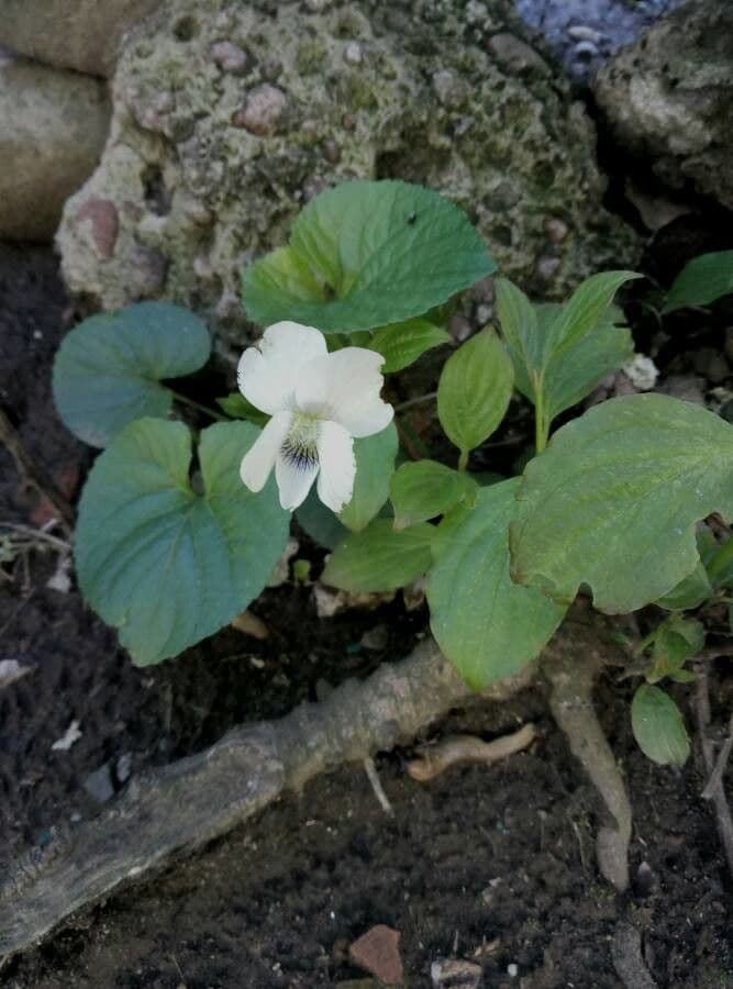Weiße Waldveilchen 2