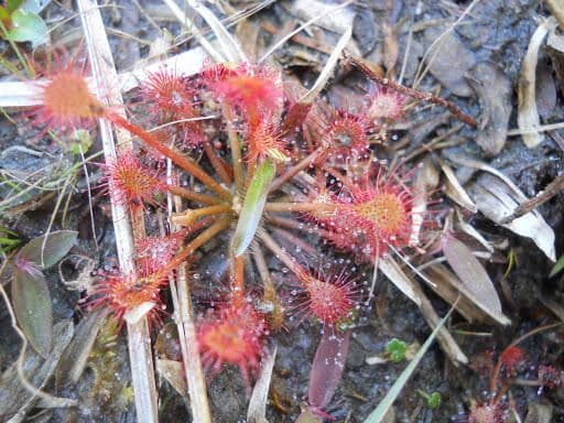 Drosera capillare 3