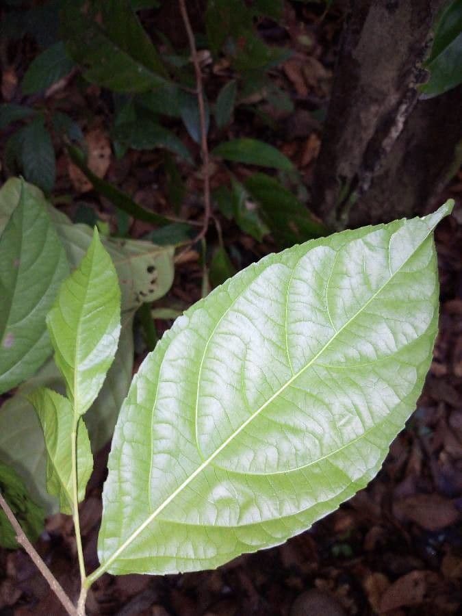 Bentham Xylosma 3