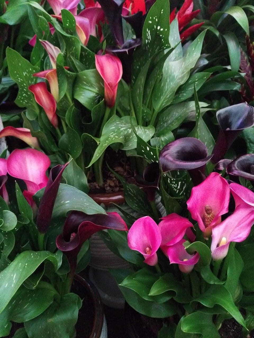 Calla 8