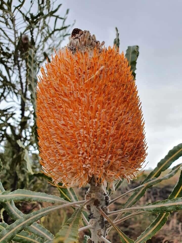 Banksia prionotes 2